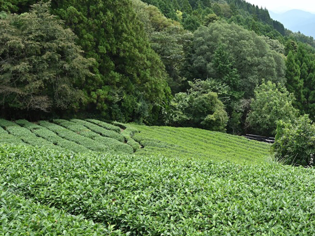 サイチャ 美容オイル 緑茶